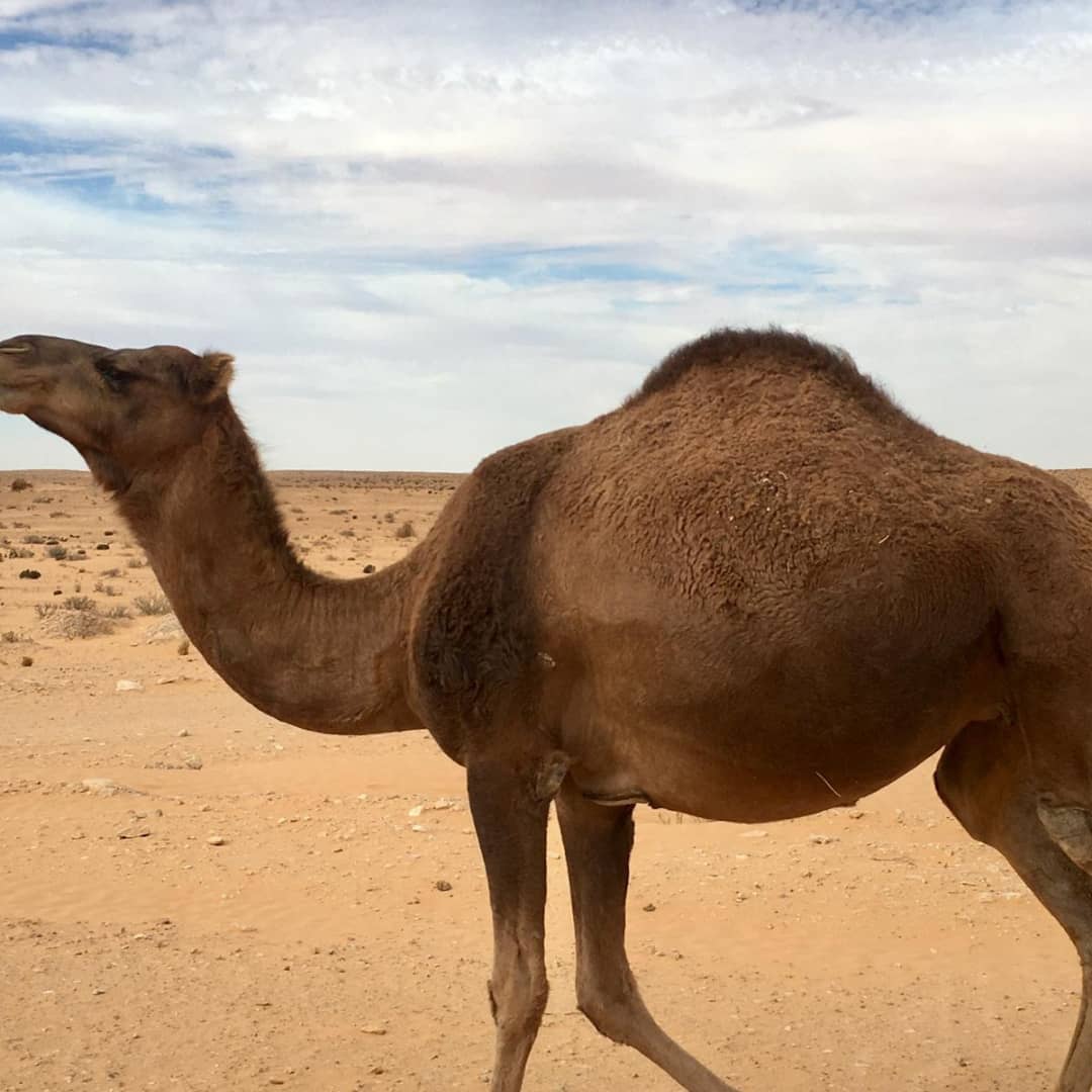 Tunisia Xplora — viaggio en Tunisia