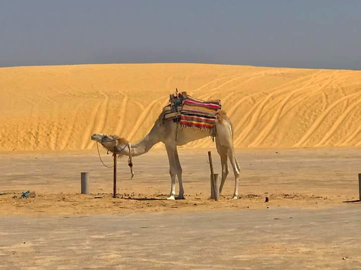 Scoperta di Tunisia