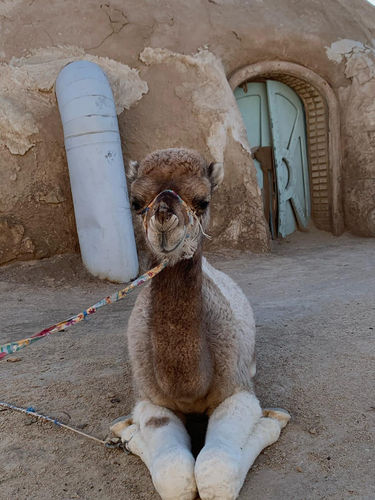 Tunisia Xplora — viaggio en Tunisia